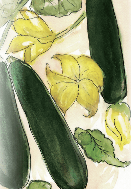 Summer Squash Seeds - Black Beauty Zucchini, ORGANIC - Sow True Seed