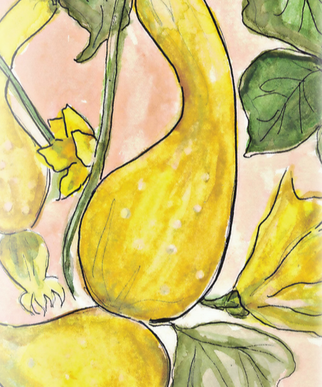 Summer Squash Seeds - Early Summer Crookneck, ORGANIC - Sow True Seed