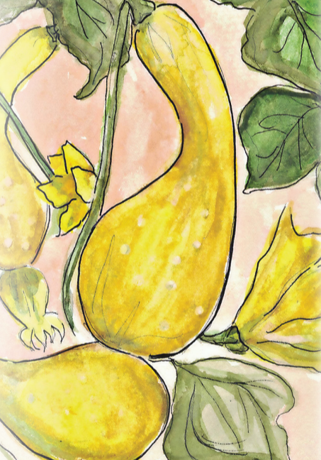 Summer Squash Seeds - Early Summer Crookneck, ORGANIC - Sow True Seed