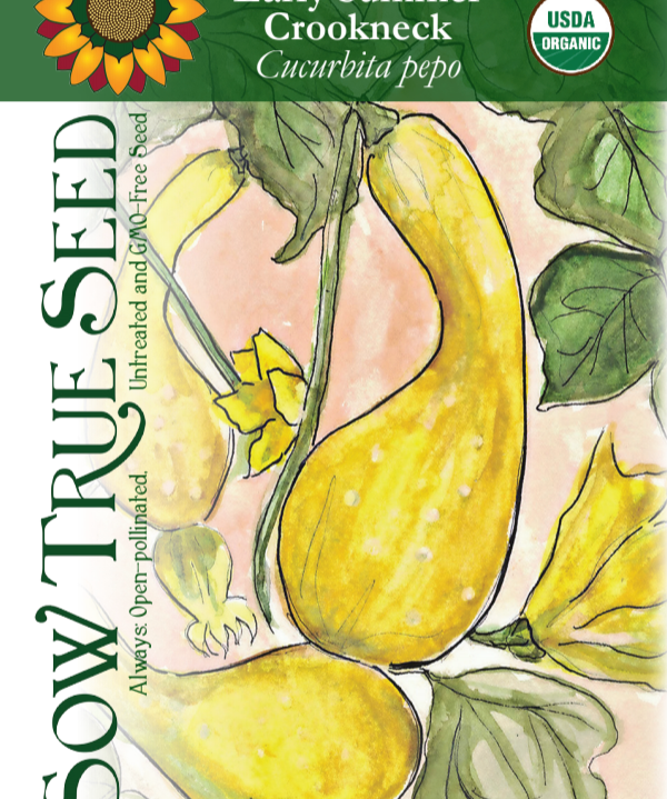 Summer Squash Seeds - Early Summer Crookneck, ORGANIC - Sow True Seed