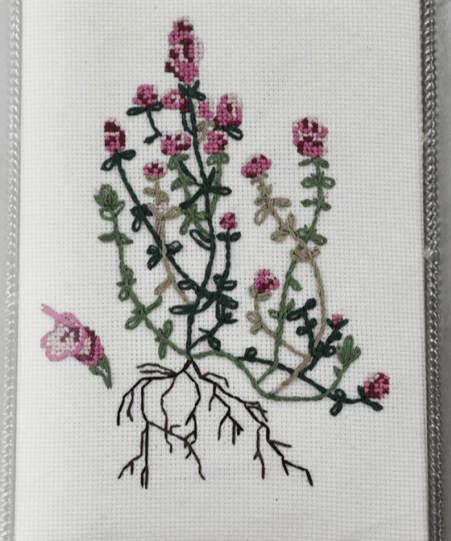 Thyme Seeds - English, ORGANIC - Sow True Seed