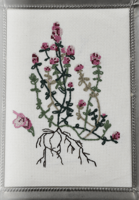 Thyme Seeds - English, ORGANIC - Sow True Seed