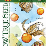 Husk Cherry Seeds - Aunt Molly's, ORGANIC - Sow True Seed