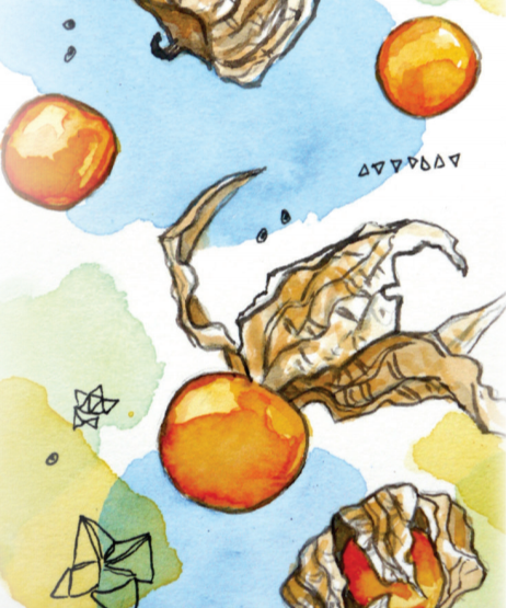 Husk Cherry Seeds - Aunt Molly's, ORGANIC - Sow True Seed