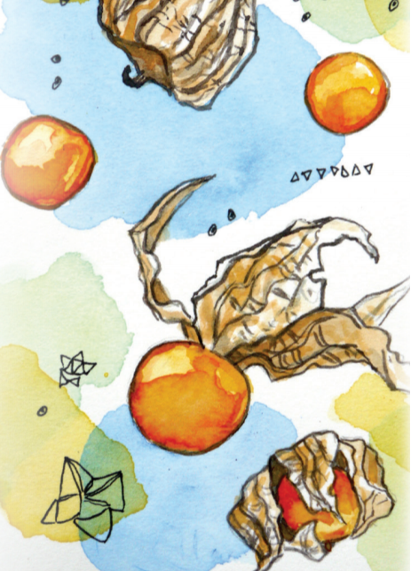 Husk Cherry Seeds - Aunt Molly's, ORGANIC - Sow True Seed