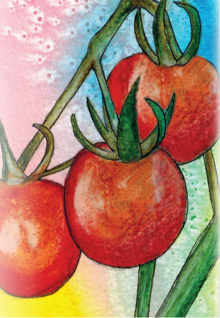 Cherry Tomato Seeds - Tiny Tim, ORGANIC - Sow True Seed