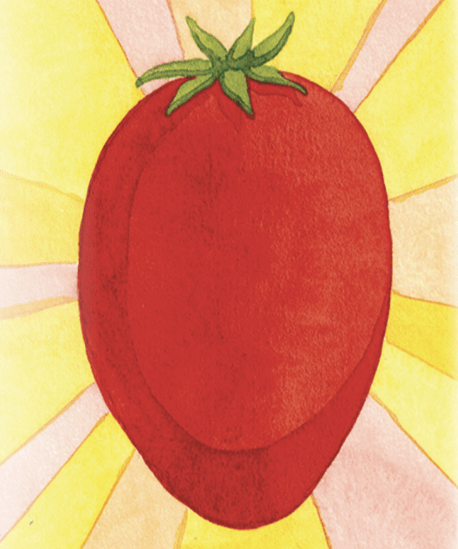 Paste Tomato Seeds - Amish Paste, ORGANIC - Sow True Seed