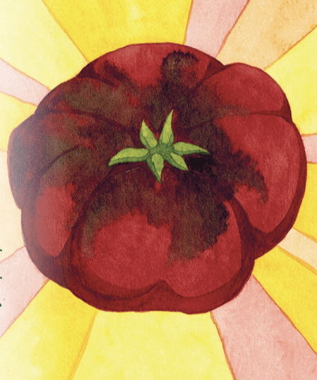 Slicing Tomato Seeds - Cherokee Purple, ORGANIC - Sow True Seed