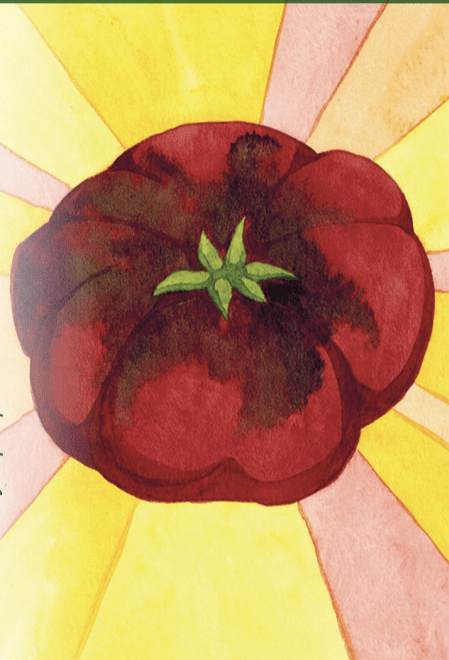 Slicing Tomato Seeds - Cherokee Purple, ORGANIC - Sow True Seed