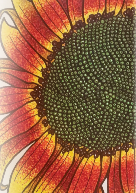 Sunflower Seeds - Autumn Beauty, ORGANIC - Sow True Seed