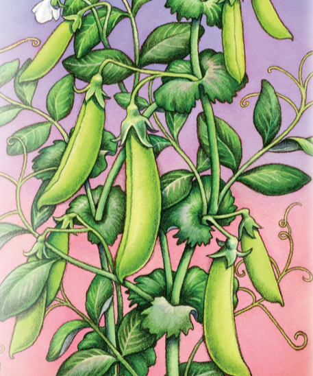 Snap Pea Seeds - Sugar Daddy, ORGANIC - Sow True Seed