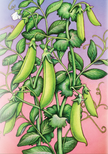 Snap Pea Seeds - Sugar Daddy, ORGANIC - Sow True Seed