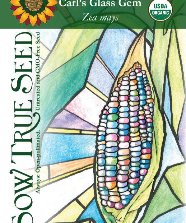 Flint Corn Seeds - Carl's Glass Gem, ORGANIC - Sow True Seed