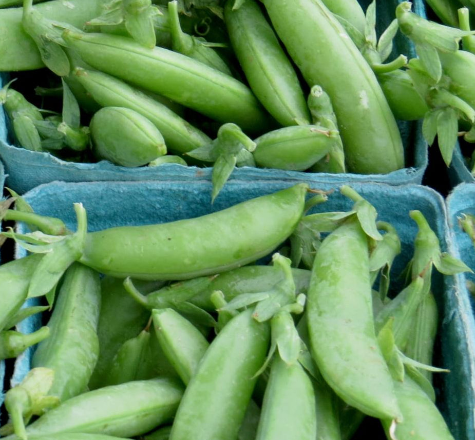 Snap Pea - Sugar Daddy, ORGANIC - Sow True Seed