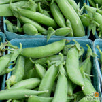 Snap Pea - Sugar Daddy, ORGANIC - Sow True Seed