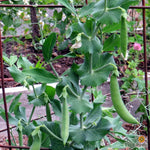 Snap Pea - Sugar Daddy, ORGANIC - Sow True Seed