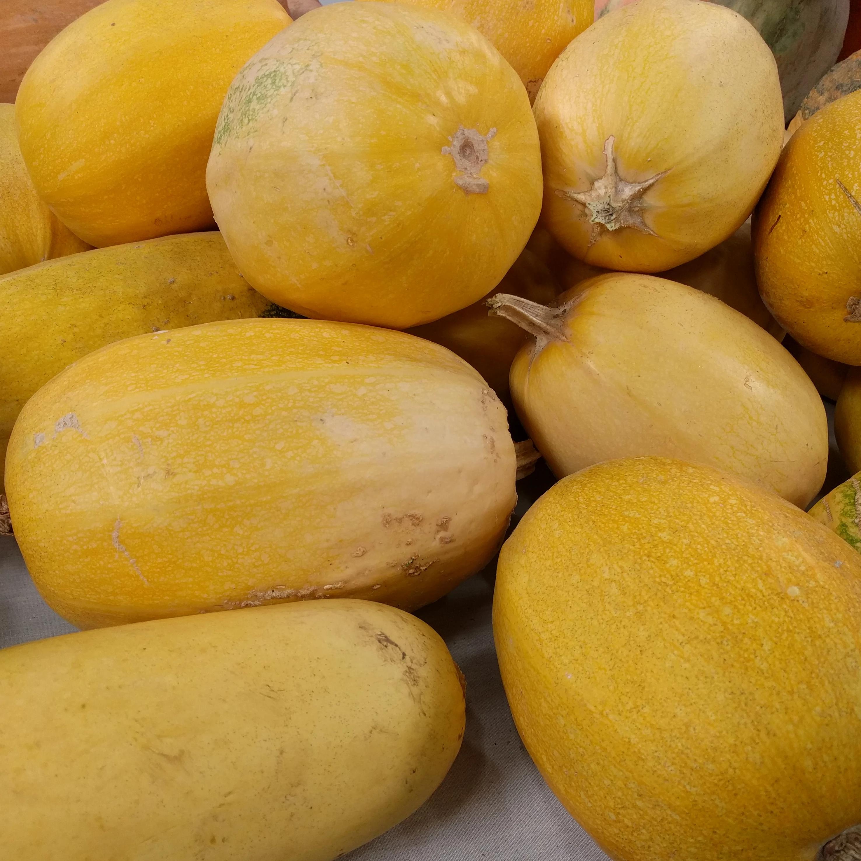 Winter Squash - Vegetable Spaghetti - Sow True Seed