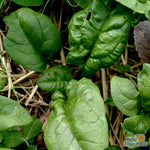 Spinach - America - Sow True Seed
