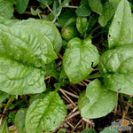 Spinach - America - Sow True Seed