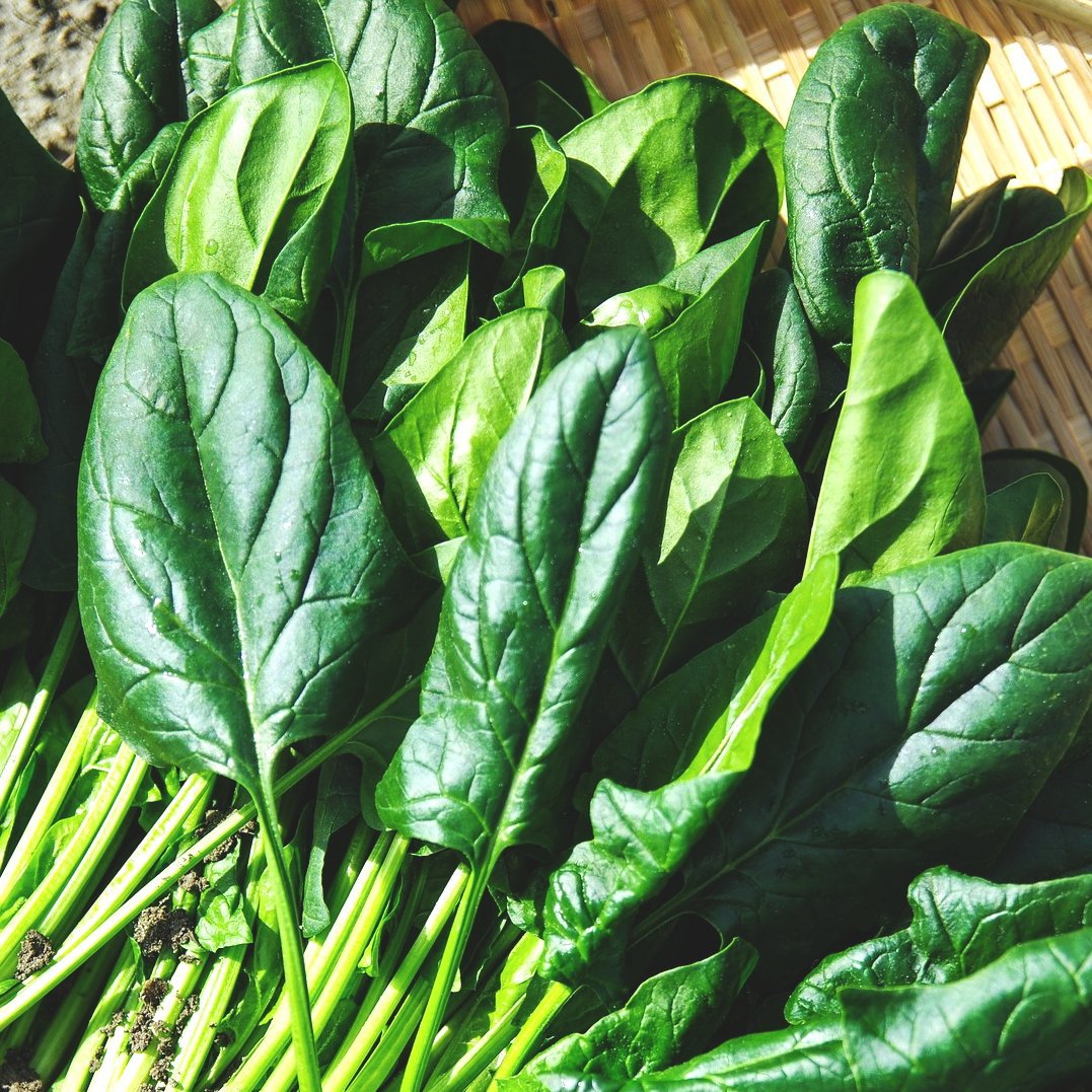 Spinach - America - Sow True Seed