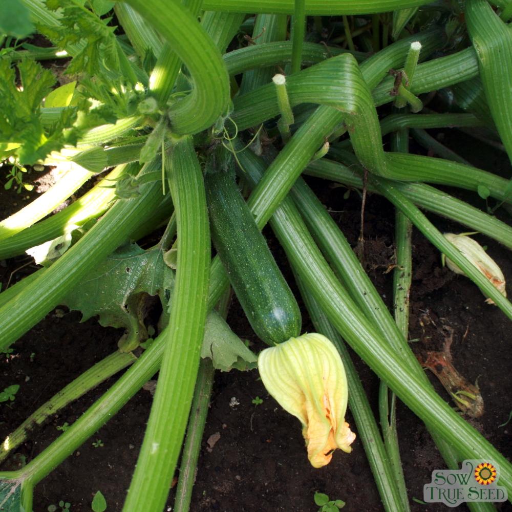 Summer Squash - Cocozelle Zucchini - Sow True Seed