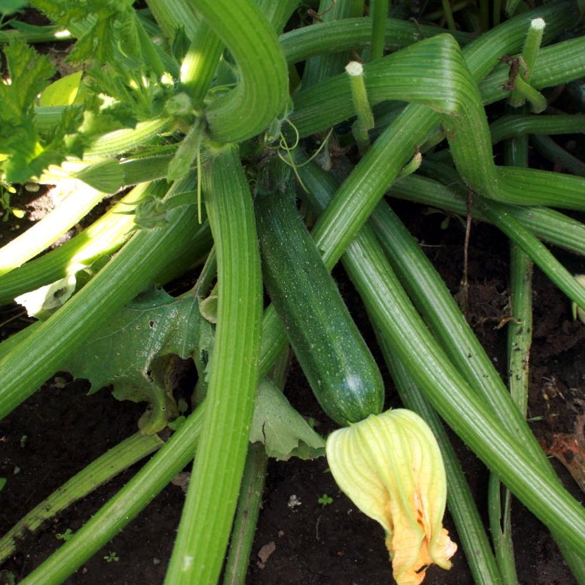 Summer Squash - Cocozelle Zucchini - Sow True Seed