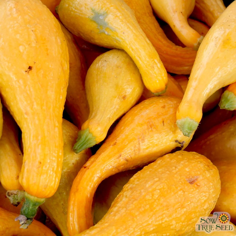 Summer Squash - Early Summer Crookneck, ORGANIC - Sow True Seed