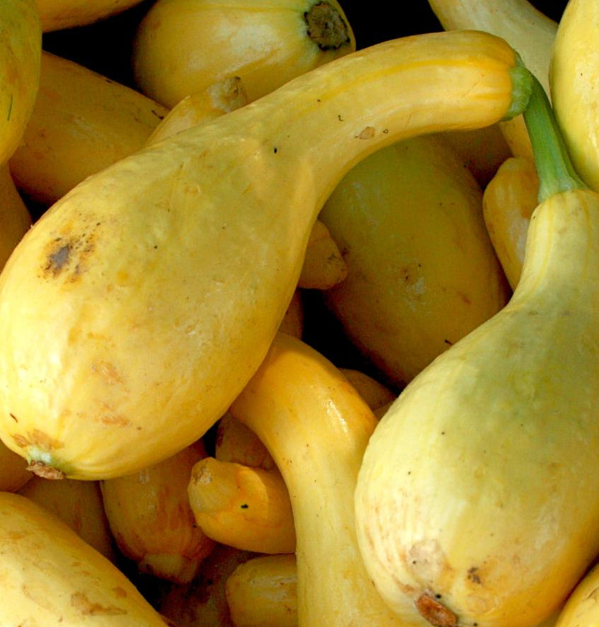 Summer Squash - Early Summer Crookneck, ORGANIC - Sow True Seed