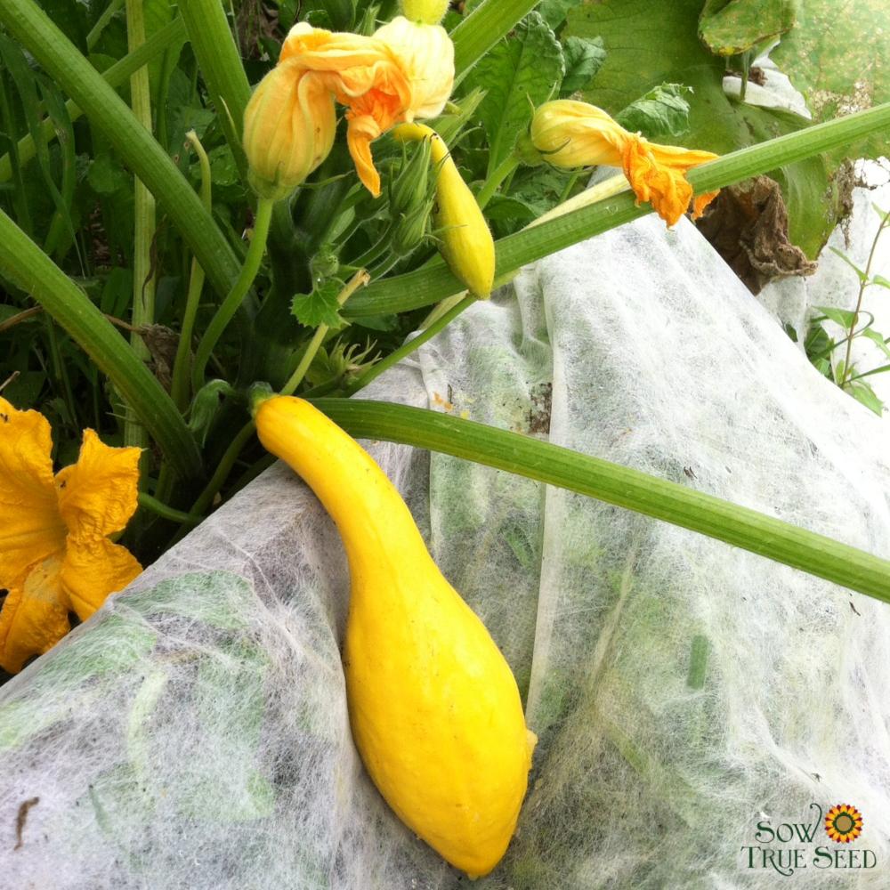 Summer Squash - Early Summer Crookneck, ORGANIC - Sow True Seed