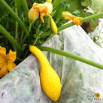 Summer Squash - Early Summer Crookneck, ORGANIC - Sow True Seed