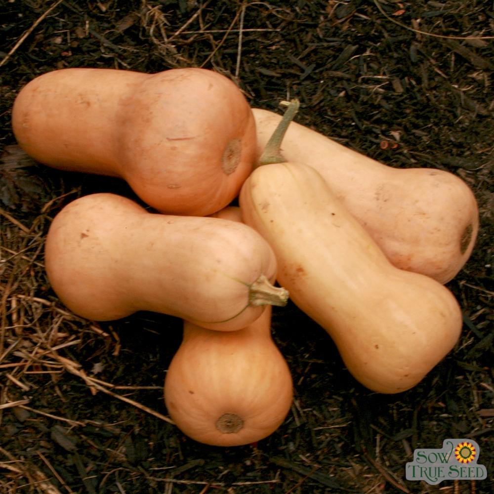 Winter Squash - Waltham Butternut - Sow True Seed
