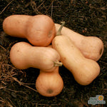 Winter Squash - Waltham Butternut - Sow True Seed