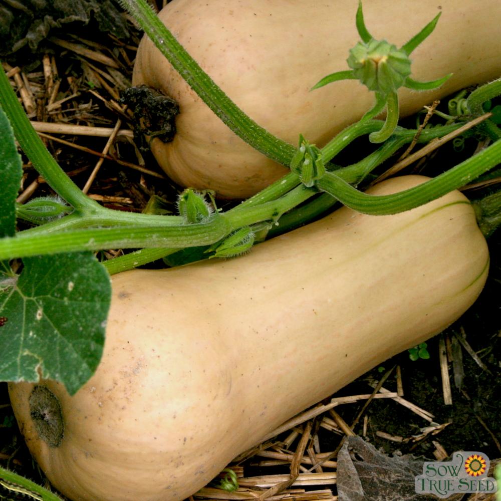 Winter Squash - Waltham Butternut - Sow True Seed