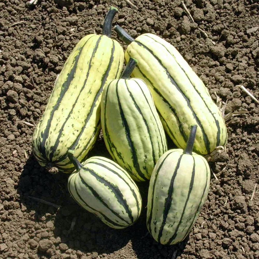 Winter Squash - Delicata Bush, ORGANIC - Sow True Seed