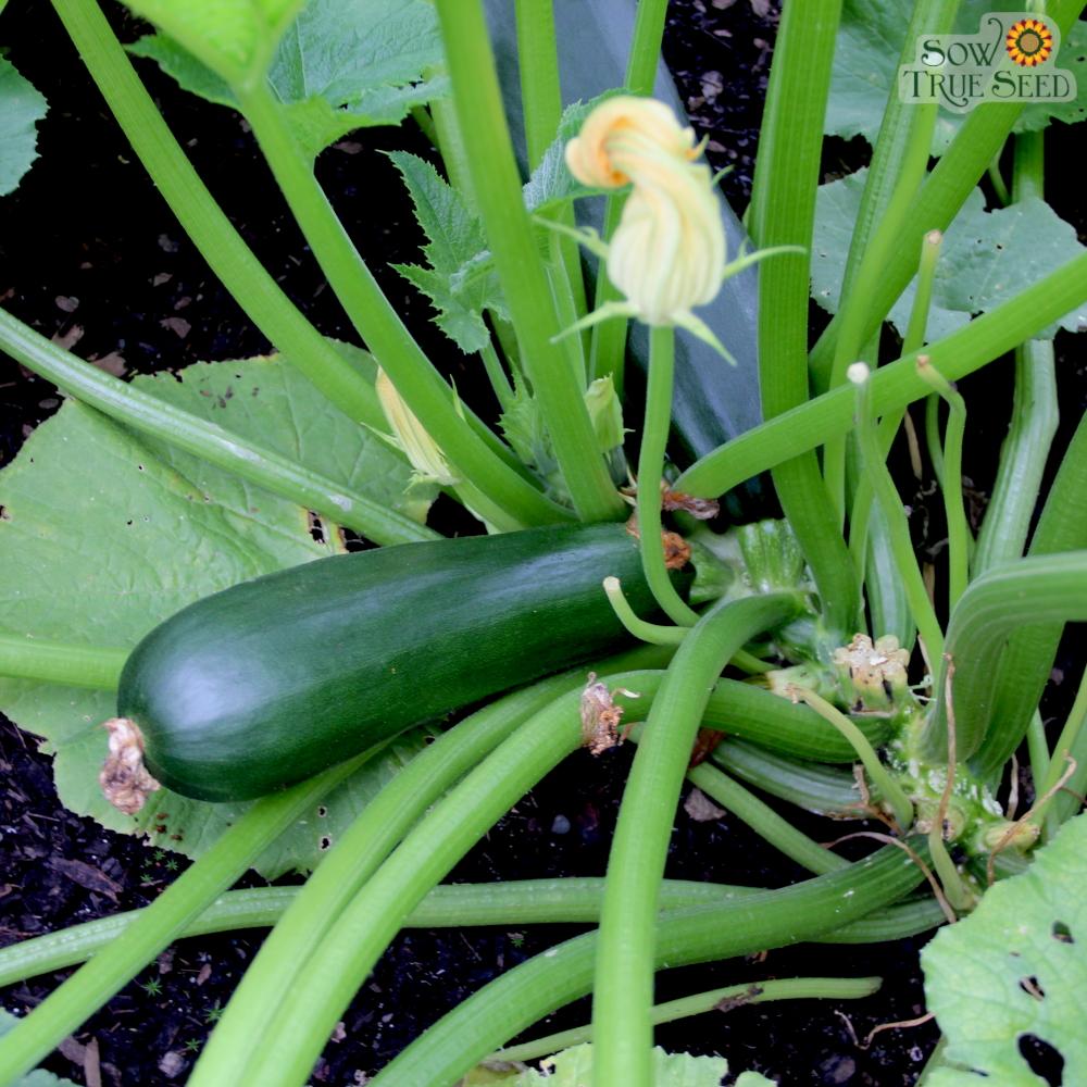 Summer Squash - Black Beauty Zucchini, ORGANIC - Sow True Seed