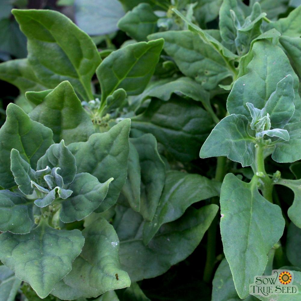 Summer Spinach Seeds - New Zealand - Sow True Seed