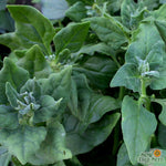 Summer Spinach Seeds - New Zealand - Sow True Seed