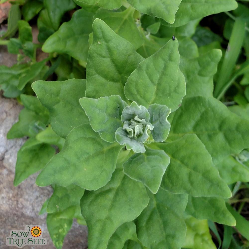 Summer Spinach Seeds - New Zealand - Sow True Seed