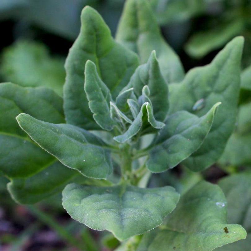 Summer Spinach Seeds - New Zealand - Sow True Seed