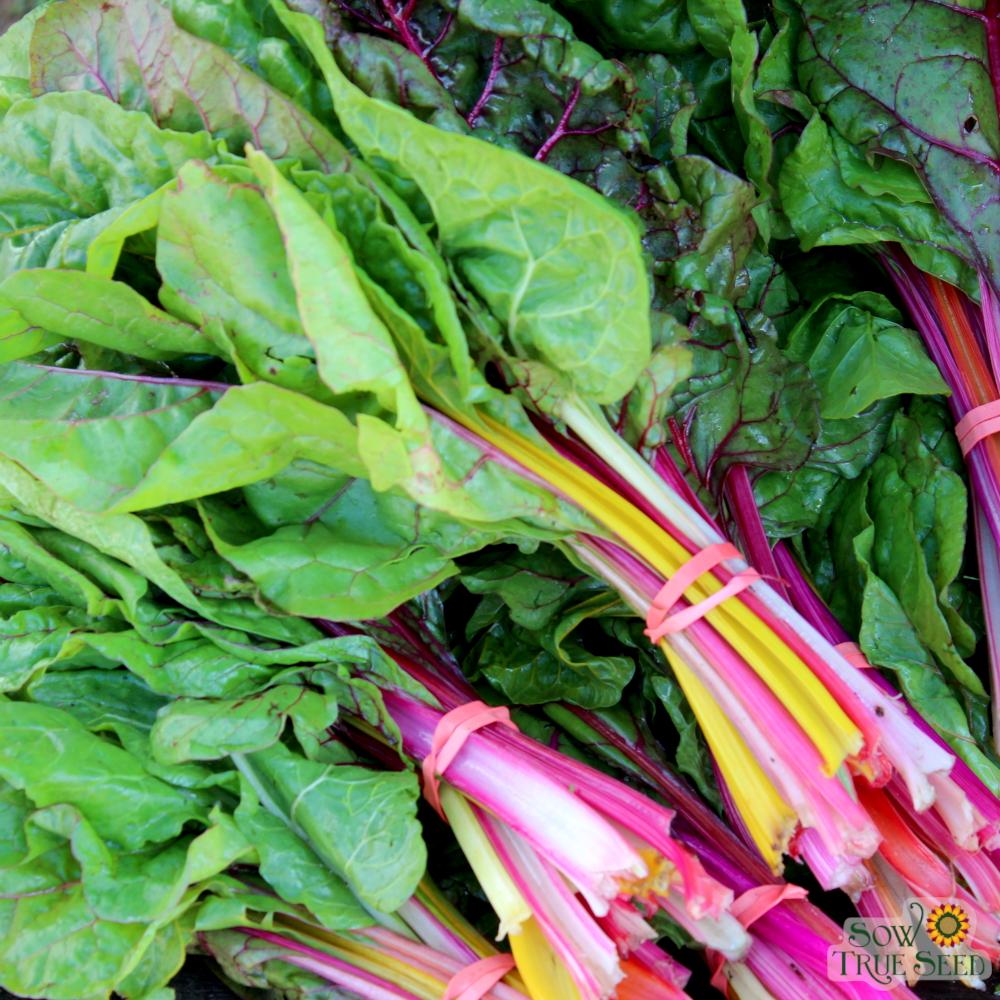 Swiss Chard Seeds - Rainbow Blend - Sow True Seed