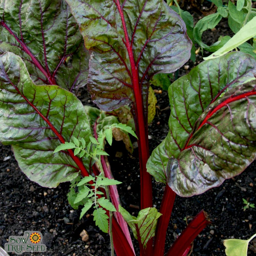 Swiss Chard Seeds - Ruby Red, ORGANIC - Sow True Seed