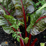 Swiss Chard Seeds - Ruby Red, ORGANIC - Sow True Seed