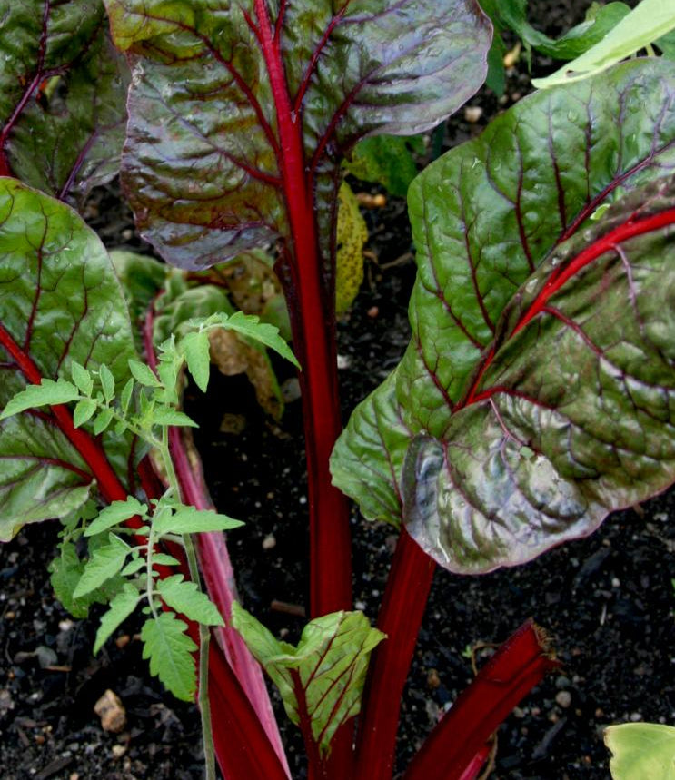 Swiss Chard Seeds - Ruby Red, ORGANIC - Sow True Seed