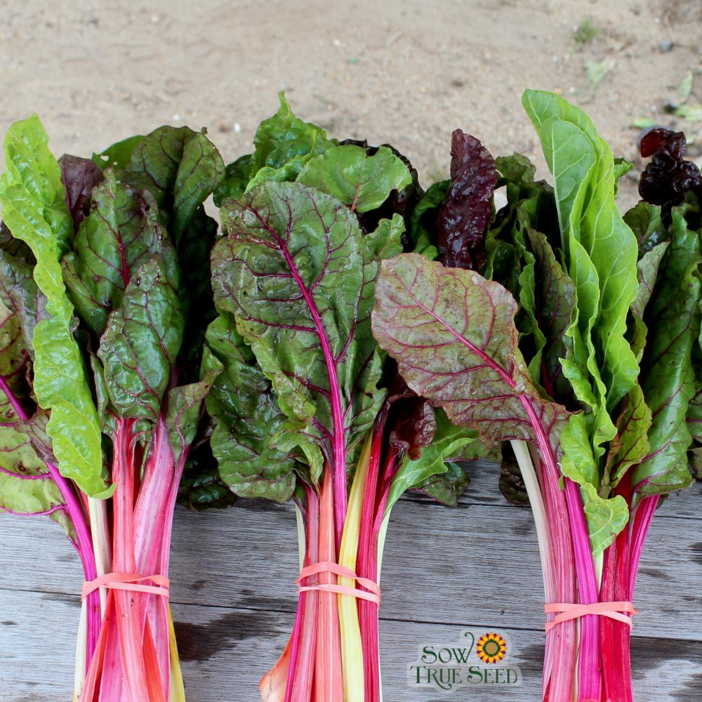 Swiss Chard Seeds - Rainbow Blend - Sow True Seed