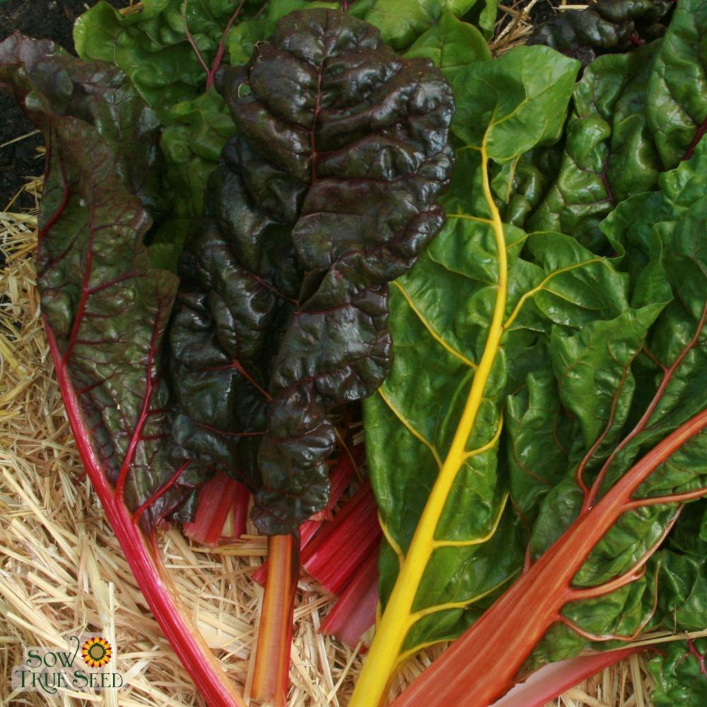 Swiss Chard Seeds - Rainbow Blend - Sow True Seed