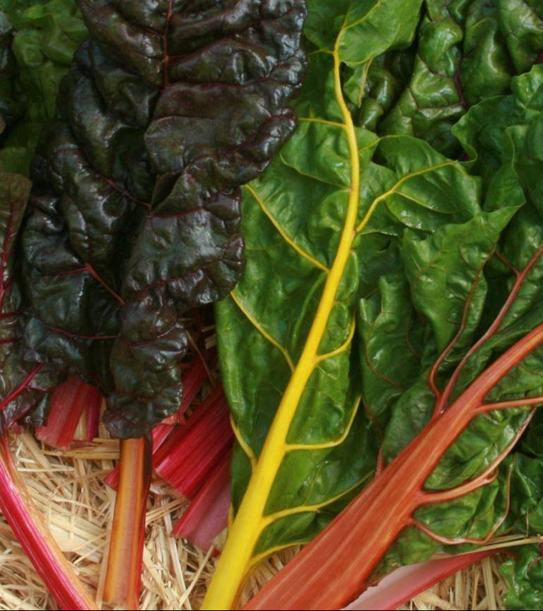Swiss Chard Seeds - Rainbow Blend - Sow True Seed