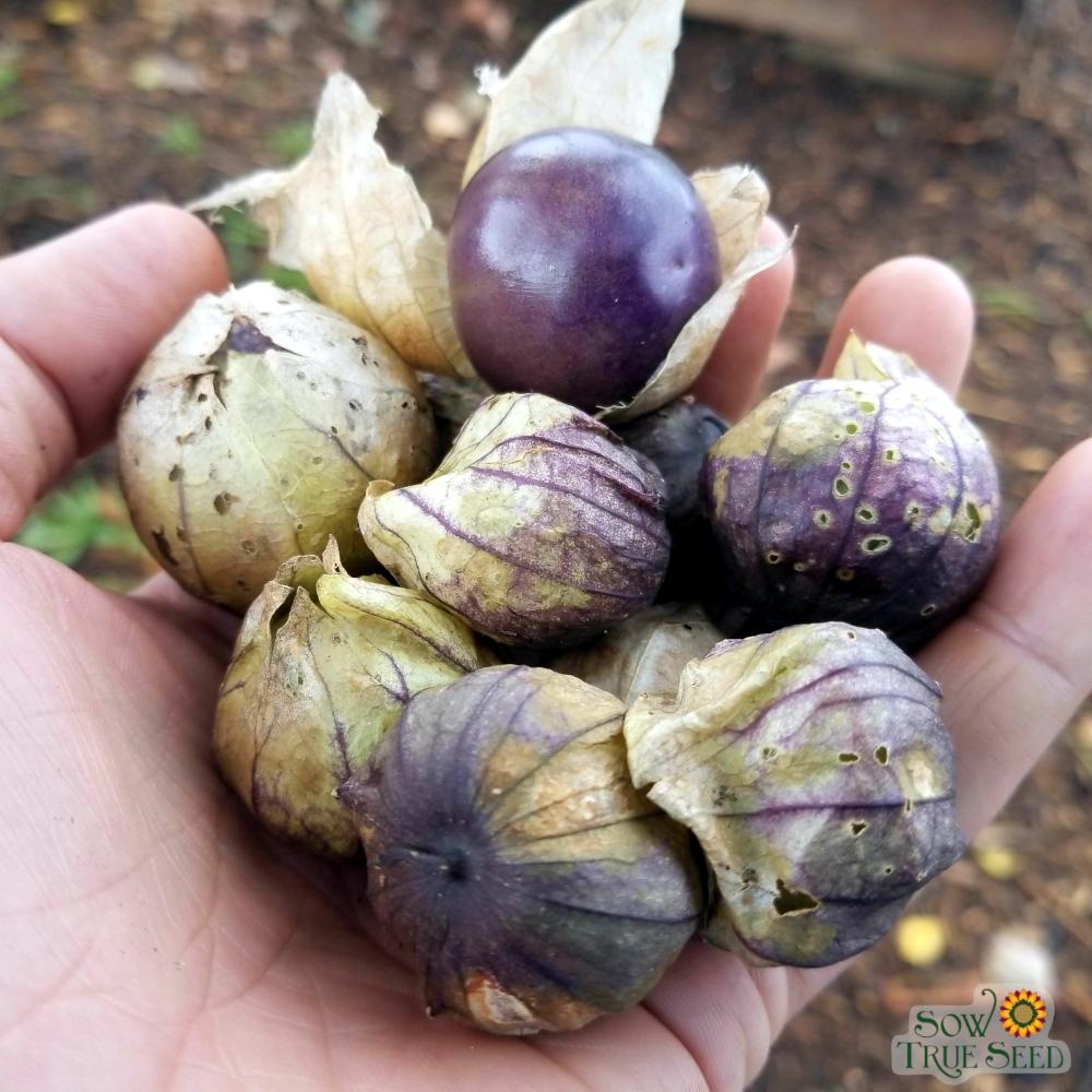 Tomatillo - Purple - Sow True Seed