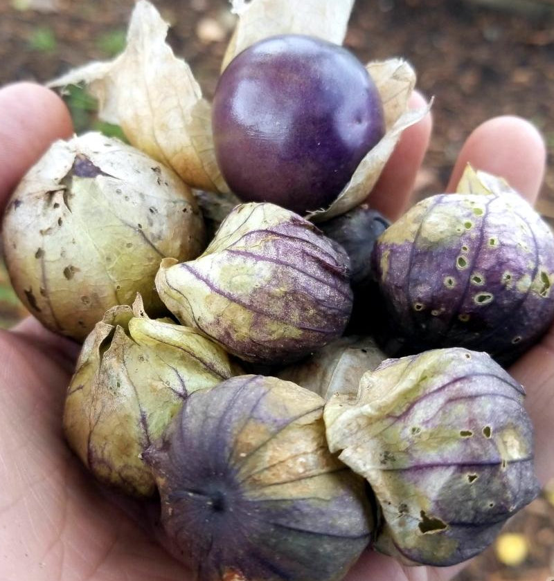 Tomatillo - Purple - Sow True Seed