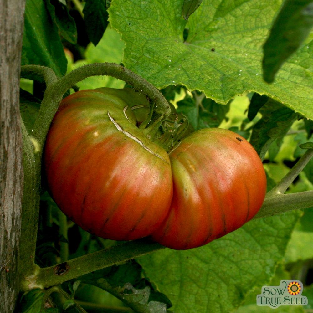 Slicing Tomato Seeds - Black From Tula - Sow True Seed