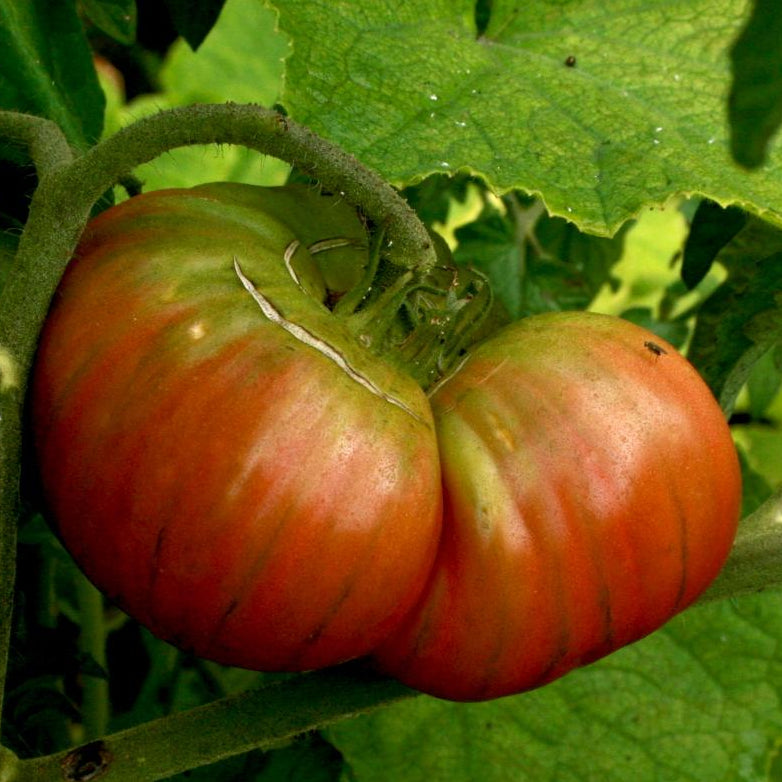 Slicing Tomato Seeds - Black From Tula - Sow True Seed